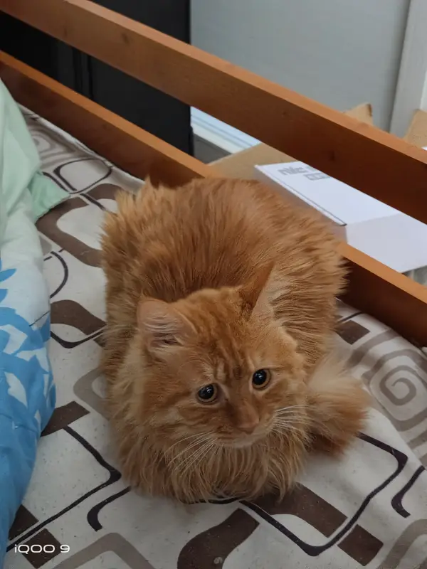 猫和狗 · 03