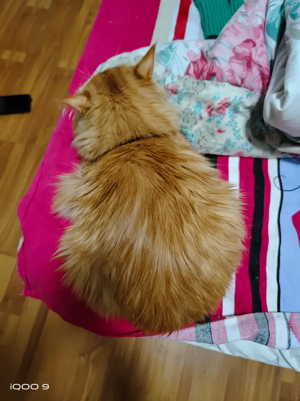 猫和狗 · 04
