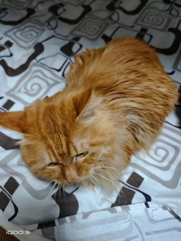 猫和狗 · 07