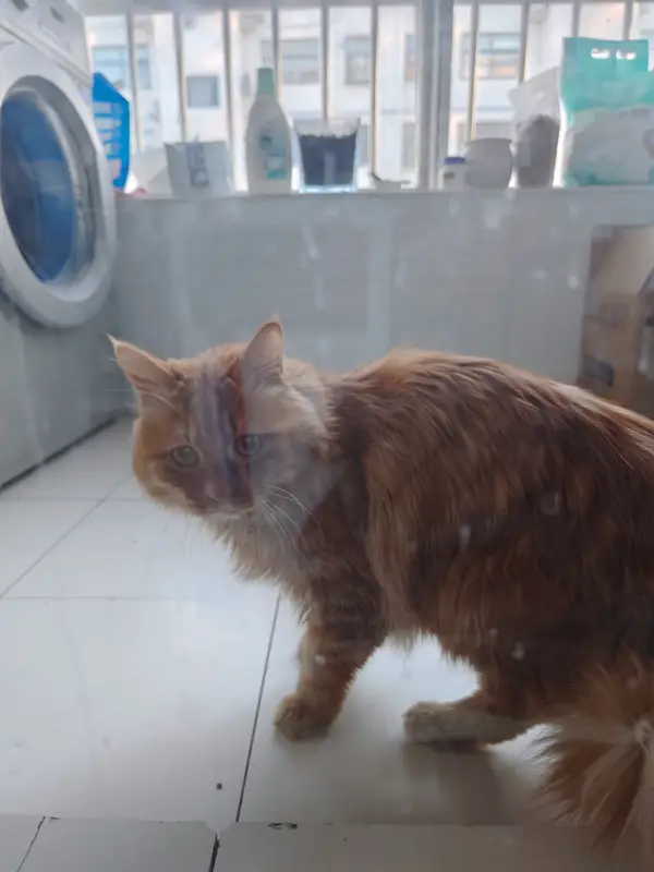 猫和狗 · 08