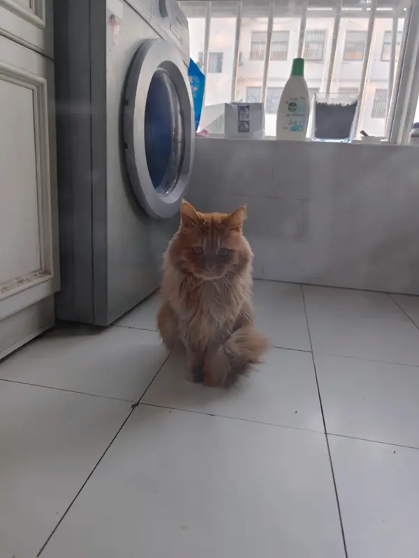 猫和狗 · 09