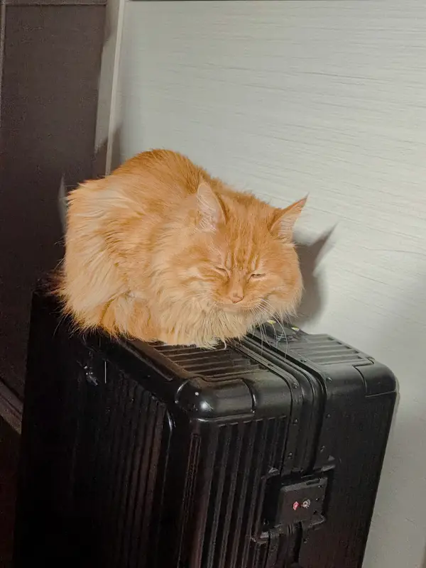 猫和狗 · 10