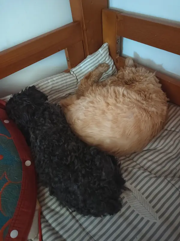 猫和狗 · 22