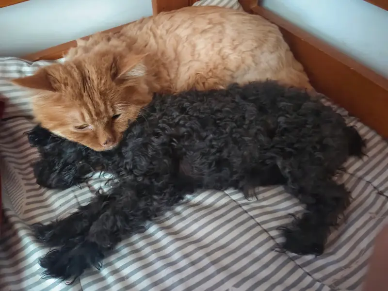 猫和狗 · 25