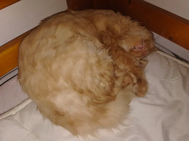 猫和狗 · 28