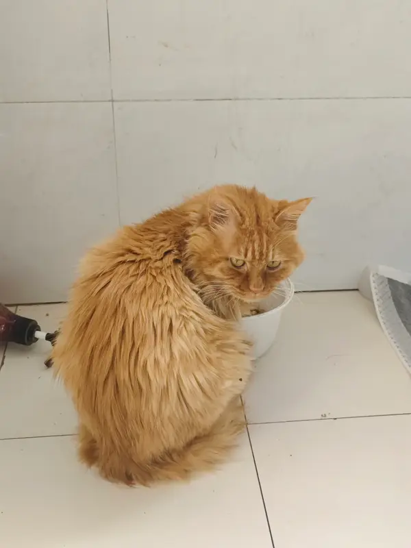 猫和狗 · 35