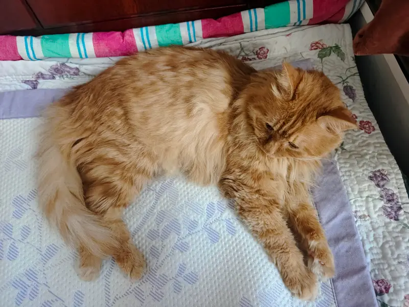猫和狗 · 45