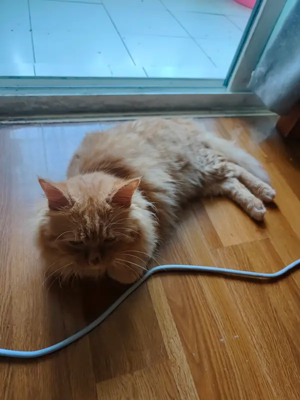 猫和狗 · 47