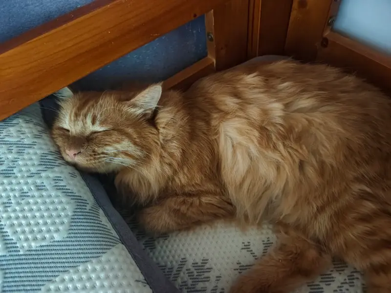 猫和狗 · 48