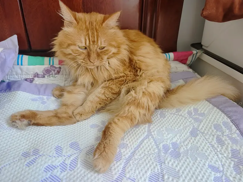 猫和狗 · 50