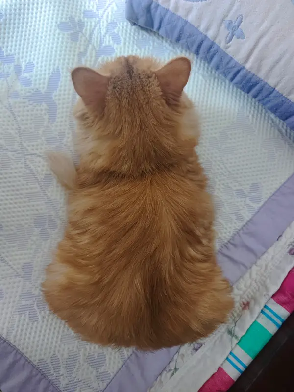 猫和狗 · 53
