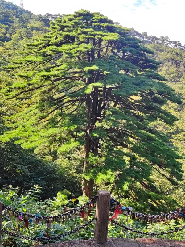 黄山 · 08